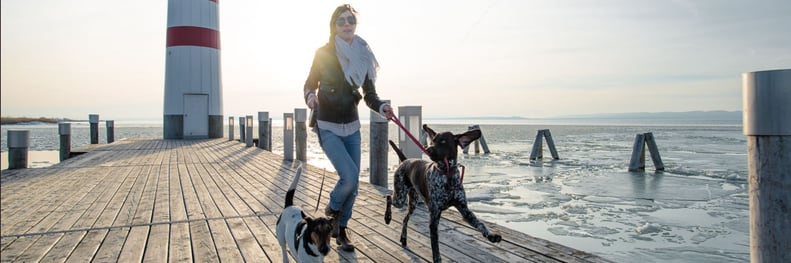 Dog Walker Insurance Massachusetts