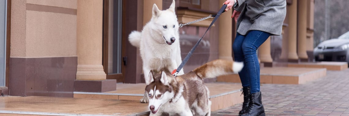 Dog Walker Insurance Massachusetts