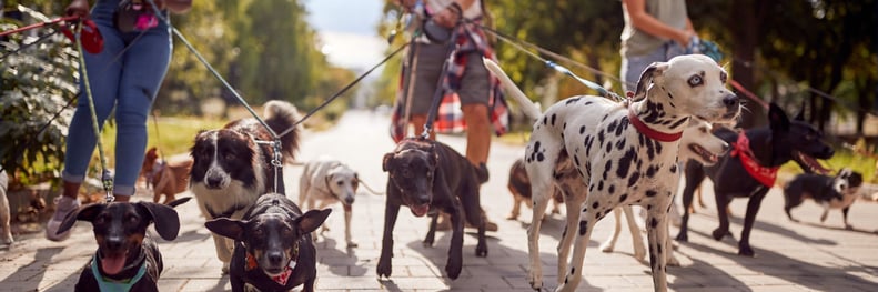  Pet Insurance in Massachusetts