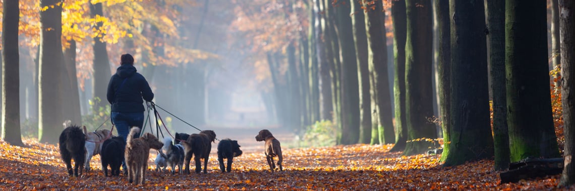  Pet Insurance in Massachusetts