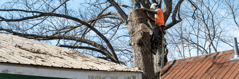 Tree Service Insurance Massachusetts